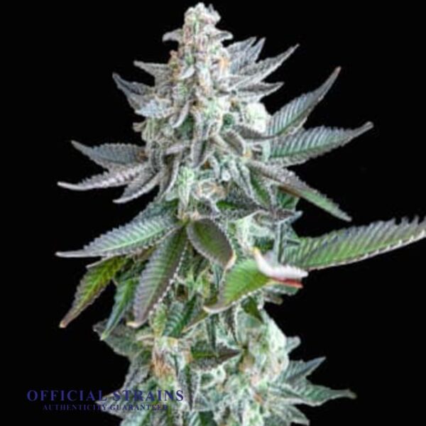 KDJ-20237-Gelato x Zkittelz Automatic Flowering