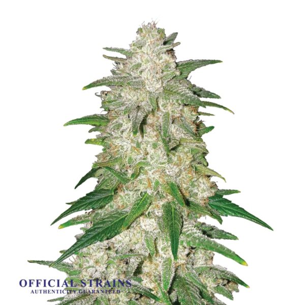 KDJ-20234-Gelato Automatic Flowering