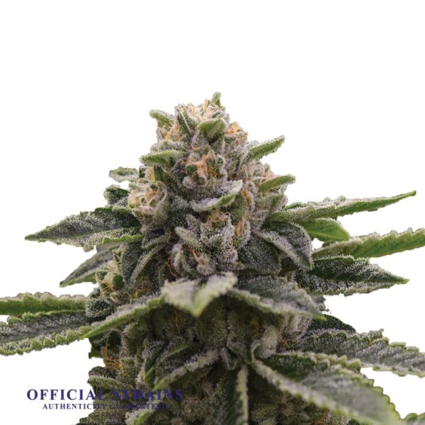 KDJ-20247-Girl Scout Cookies Feminized