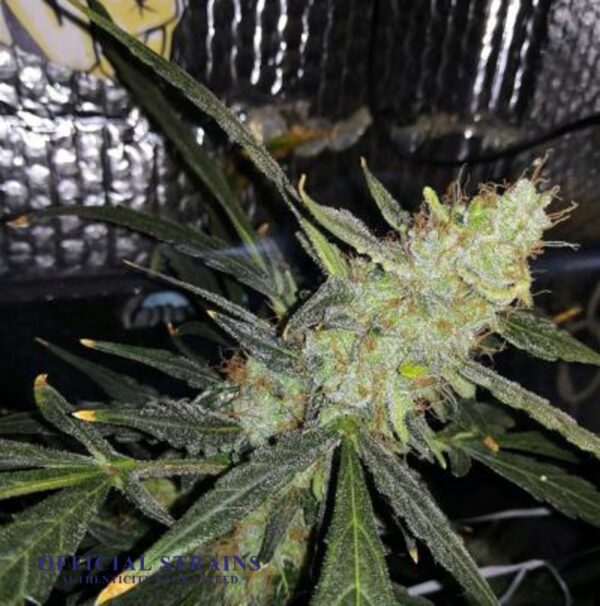 KDJ-20249-Glueberry OG Automatic Flowering