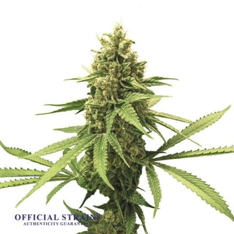 KDJ-20253-Godfather OG Automatic Flowering