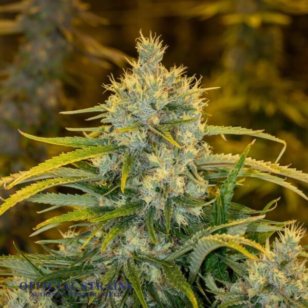 KDJ-20260-Golden Goat Feminized