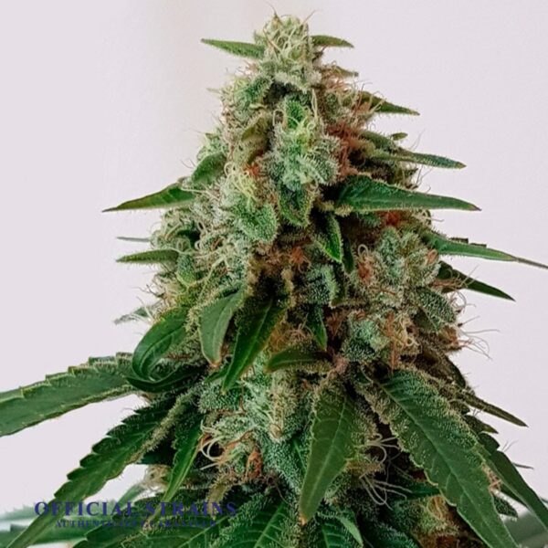 KDJ-20265-Gorilla Glue 4 Feminized