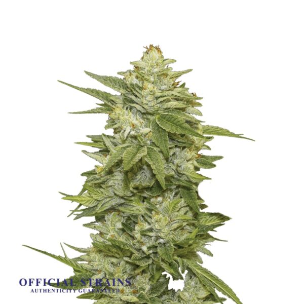 KDJ-20261-Gorilla Glue Automatic Flowering