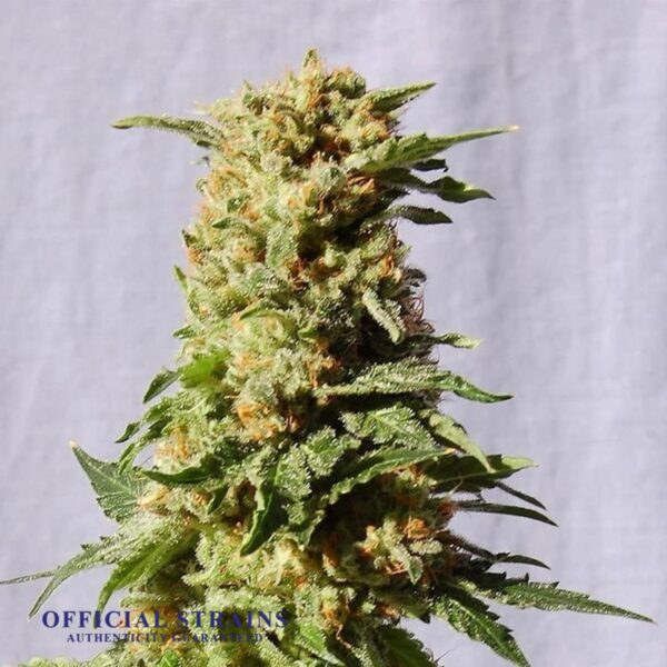 KDJ-20280-Grape God Automatic Flowering