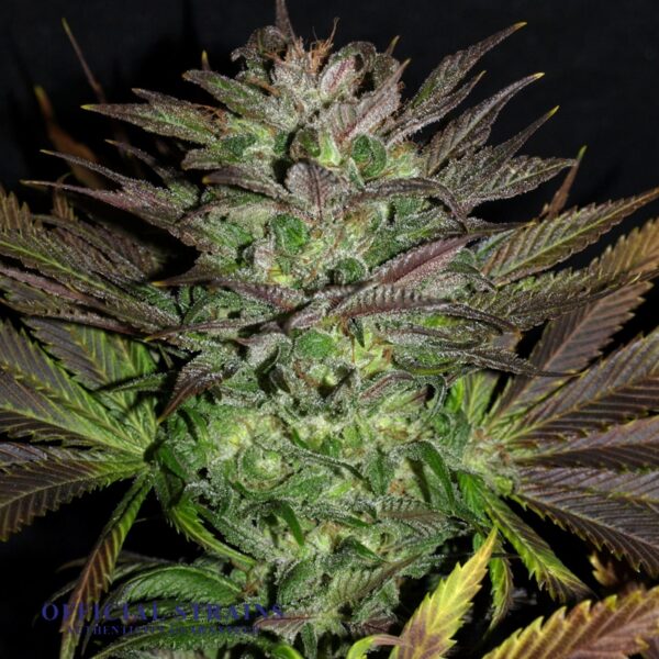 KDJ-20281-Grape God Feminized