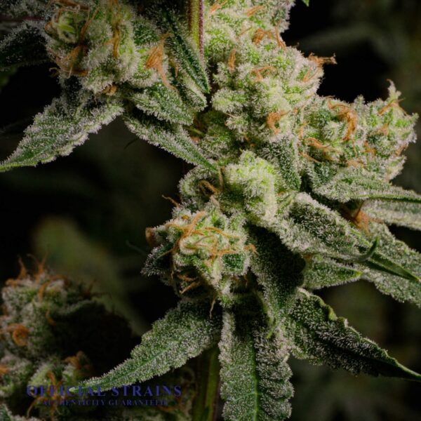 KDJ-20284-Grape Stomper Feminized