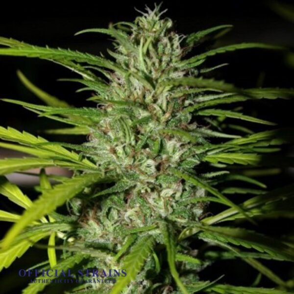 KDJ-21011-Grapefruit Haze Automatic Flowering