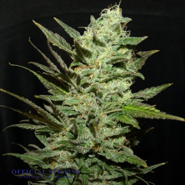 KDJ-21012-Grapefruit Haze Feminized