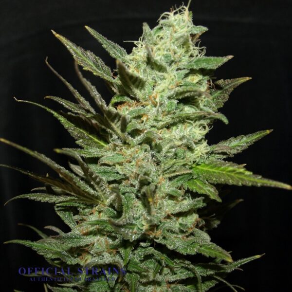 KDJ-21013-Grapefruit Haze Regular