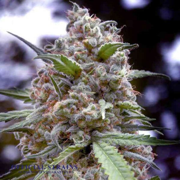 KDJ-20286-Grapefruit Feminized