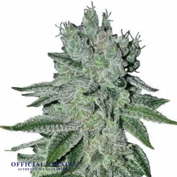 KDJ-20292-Great white shark Feminized