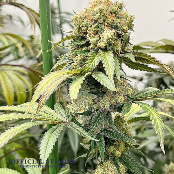 KDJ-20299-Green Dragon Feminized