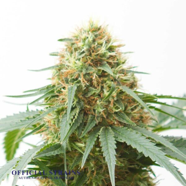 KDJ-21018-Green Flash Feminized