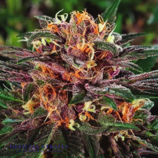 KDJ-21030-Hawaiian Runtz Feminized