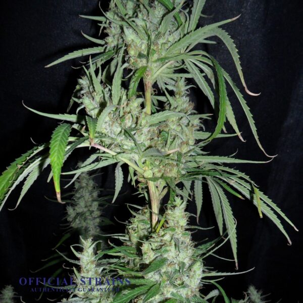 KDJ-20322-Hawaiian Snow Feminized