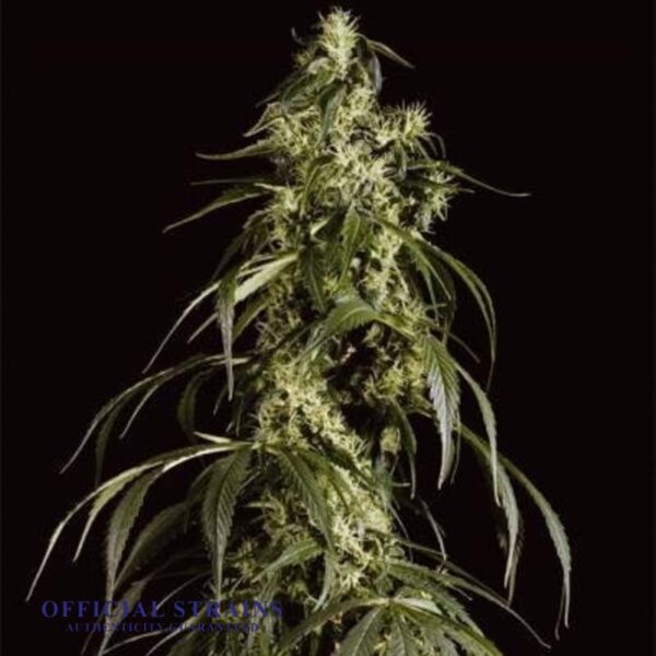 KDJ-20325-Haze 1 Feminized