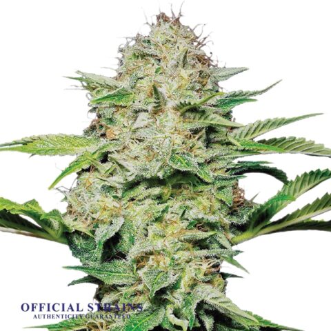 KDJ-20332-Hindu Kush Feminized