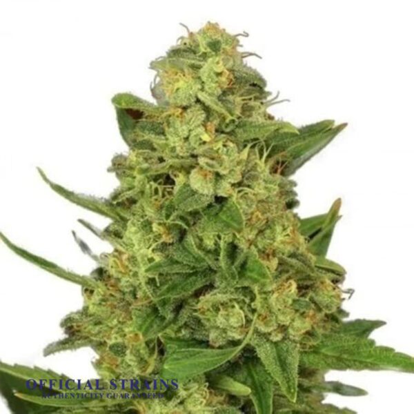 KDJ-20333-Hindu Skunk Automatic Flowering