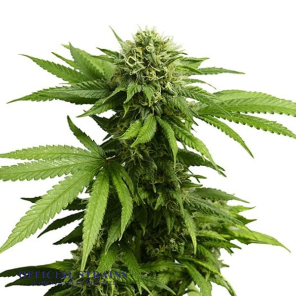 KDJ-20334-Hindu Skunk Feminized