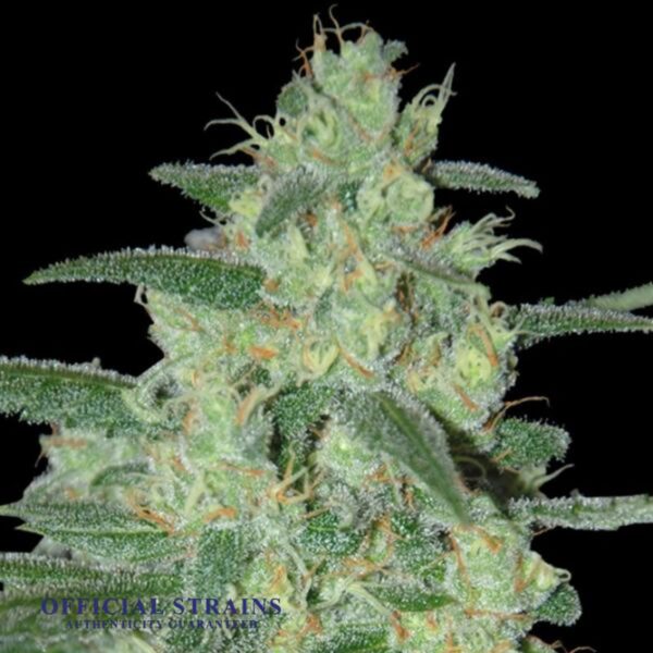 KDJ-20336-Holy Grail Kush Automatic Flowering