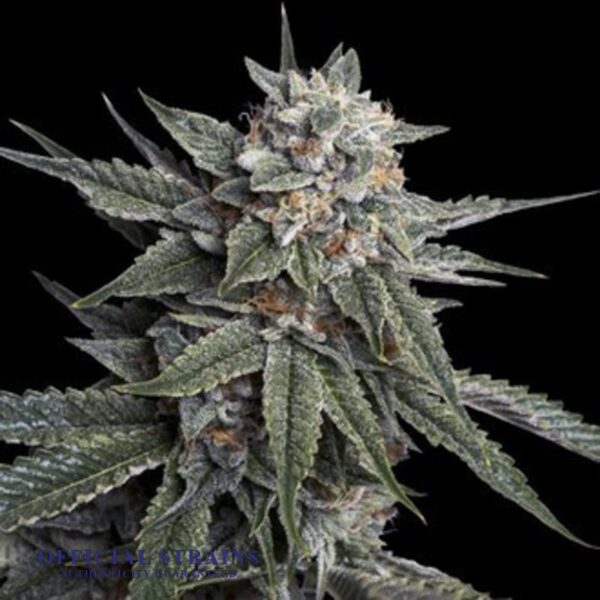 KDJ-20337-Holy Grail Kush Feminized