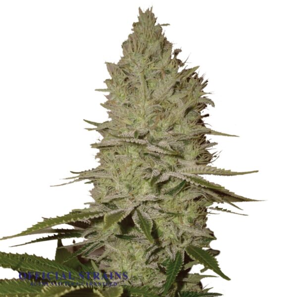 KDJ-20340-Ice Feminized