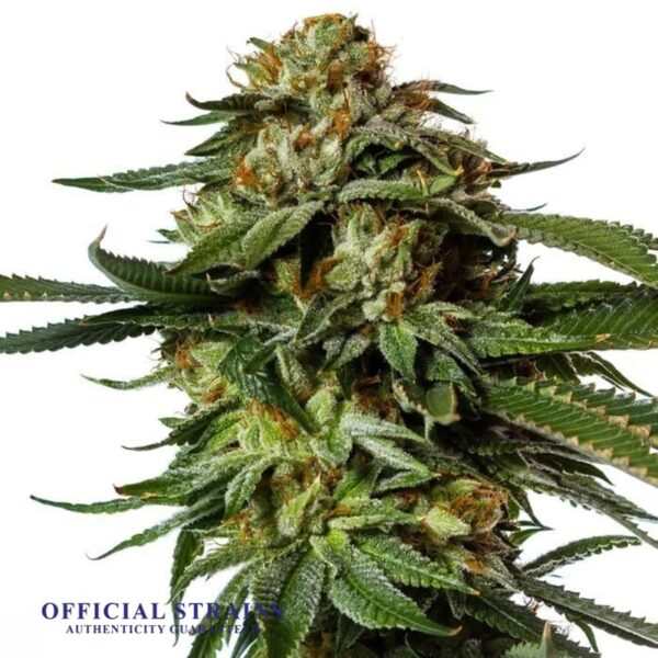 KDJ-21032-Indigo Kush Automatic Flowering