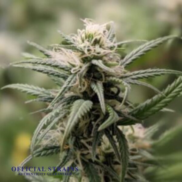 KDJ-20354-Island Sweet Skunk Automatic Flowering