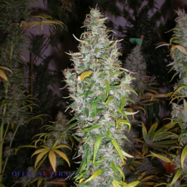 KDJ-20355-Island Sweet Skunk Feminized