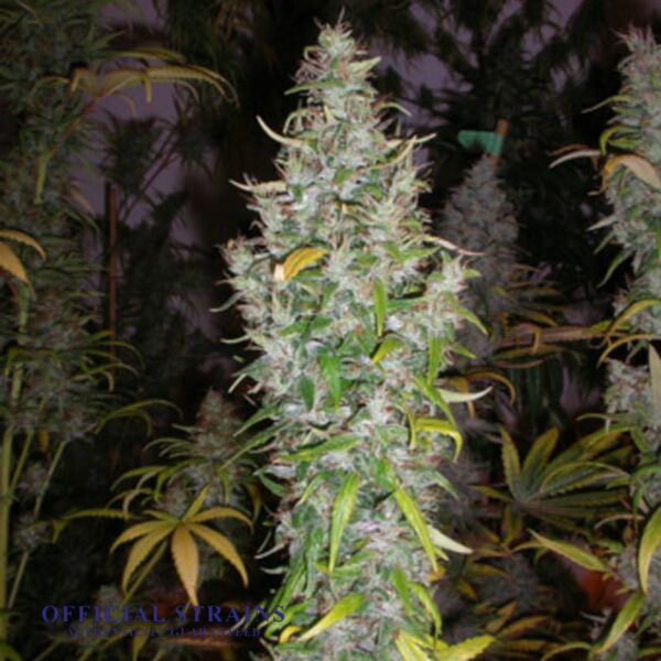 KDJ-20356-Island Sweet Skunk Regular