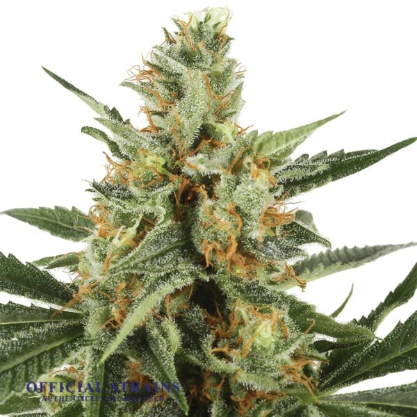 KDJ-20357-Jack Herer Automatic Flowering