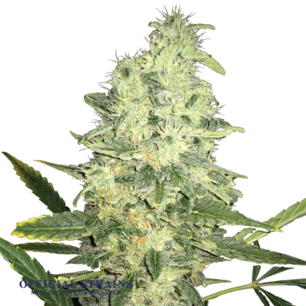 KDJ-20359-Jack Herer Regular