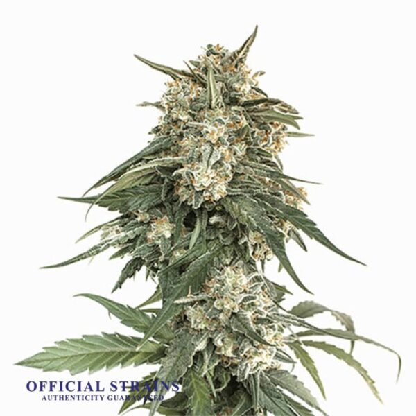 KDJ-20381-Kush Berry Automatic Flowering