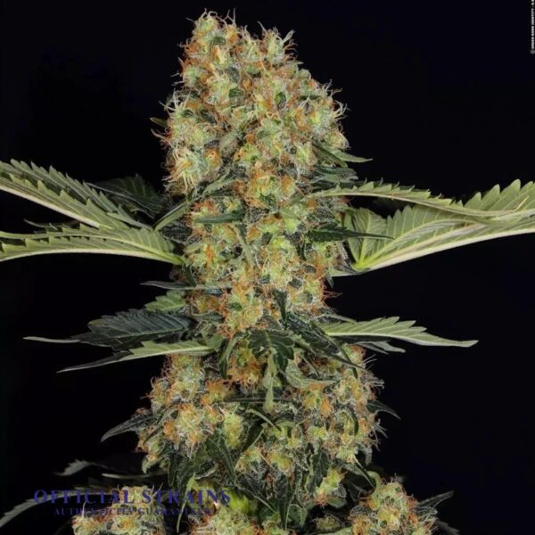 KDJ-20382-Kush berry Feminized