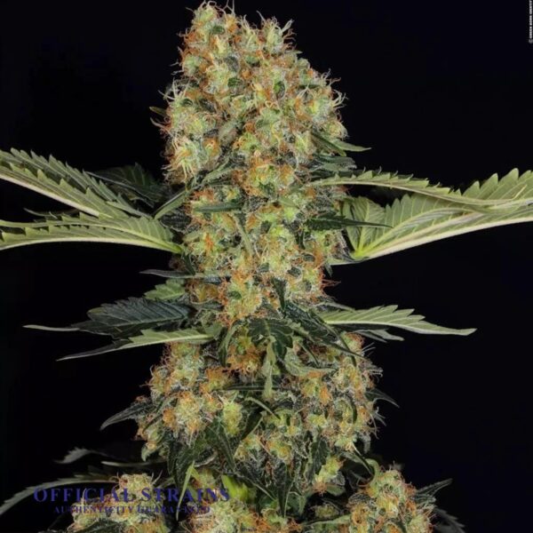 KDJ-20383-Kush Berry Regular