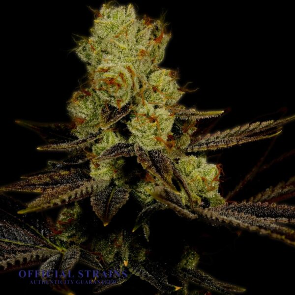 KDJ-20390-LA Confidential Automatic Flowering