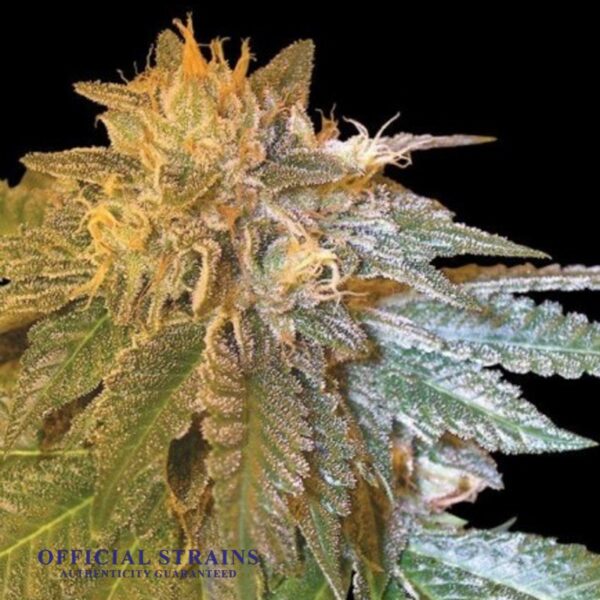 KDJ-20391-LA Confidential Feminized