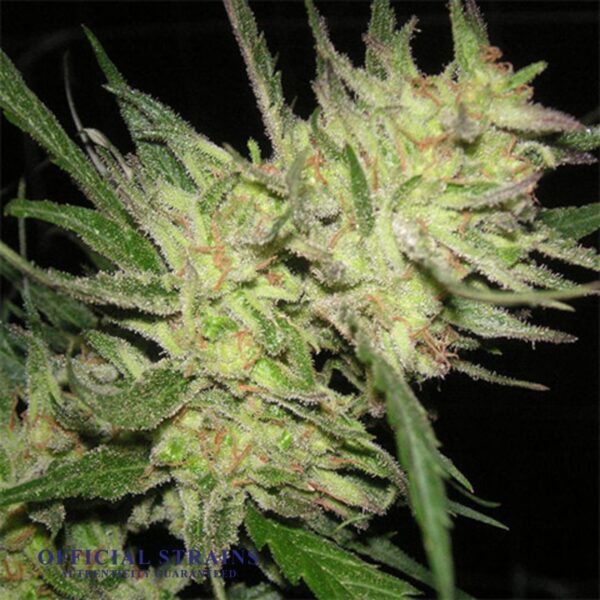 KDJ-20395-Lambs Bread Feminized