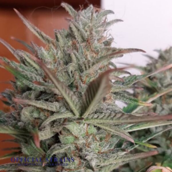 KDJ-20397-Larry OG Automatic Flowering