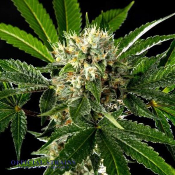 KDJ-20398-Larry OG Feminized