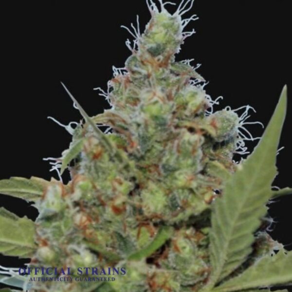 KDJ-20401-Laughing Buddha Feminized