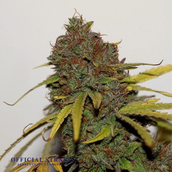 KDJ-21039-Lavender Dream Feminized