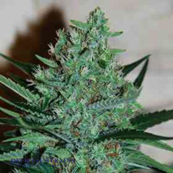 KDJ-21042-Lavender Kush Feminized