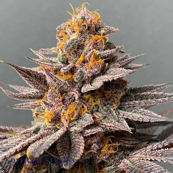 KDJ-21045-Lavender Lemonade Feminized