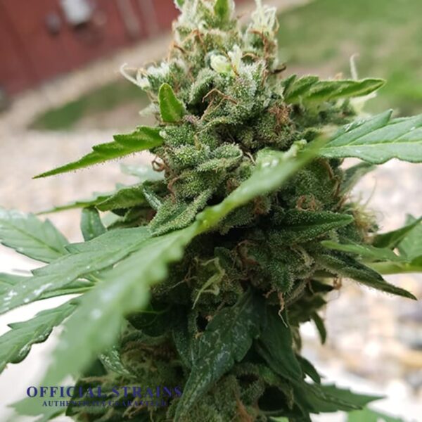 KDJ-20405-Lemon Diesel Automatic Flowering