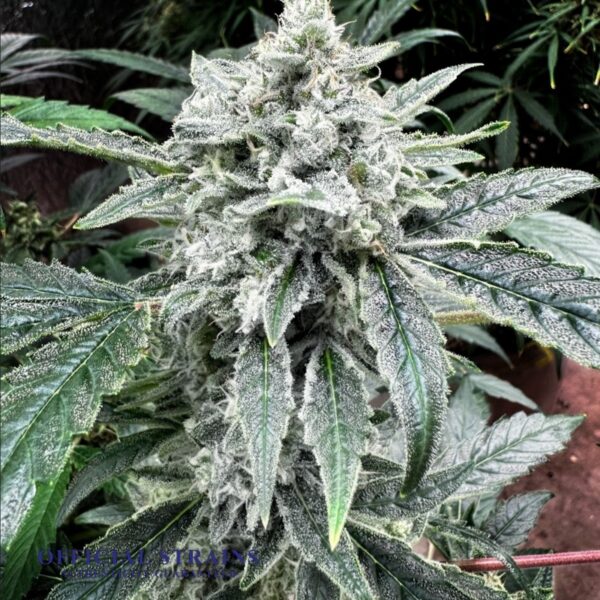 KDJ-21051-Lemon Drop Kush Feminized