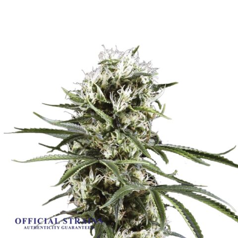 KDJ-20408-Lemon Haze Automatic Flowering