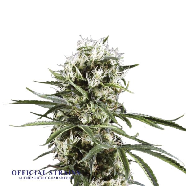 KDJ-20408-Lemon Haze Automatic Flowering