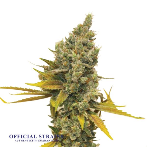 KDJ-20412-Lemon Haze Feminized